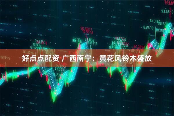 好点点配资 广西南宁：黄花风铃木盛放